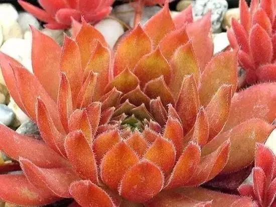 270种多肉,你见过几种?