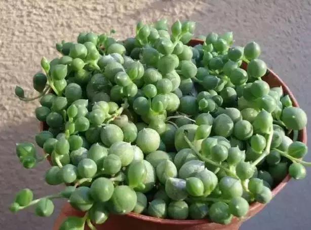 270种多肉,你见过几种?