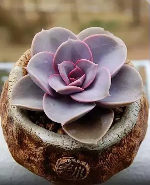 270种多肉,你见过几种?