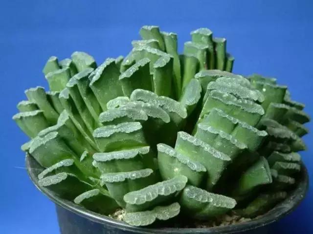 270种多肉,你见过几种?