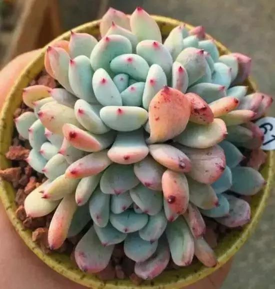 270种多肉,你见过几种?