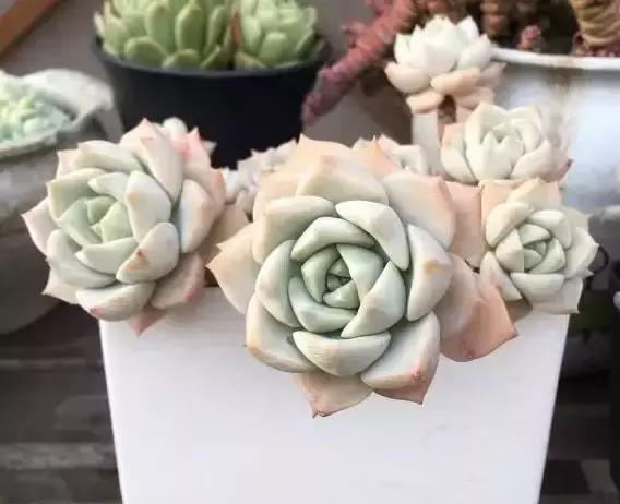 270种多肉,你见过几种?