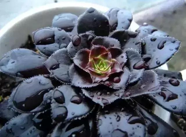 270种多肉,你见过几种?