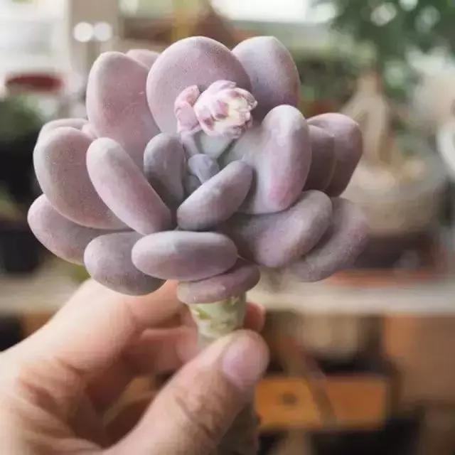 270种多肉,你见过几种?