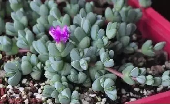 270种多肉,你见过几种?