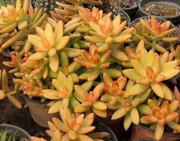 270种多肉,你见过几种?