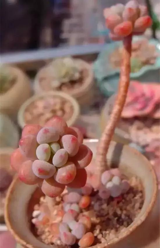 270种多肉,你见过几种?