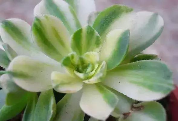 270种多肉,你见过几种?