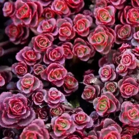 270种多肉,你见过几种?