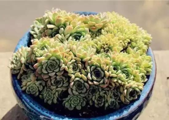 270种多肉,你见过几种?