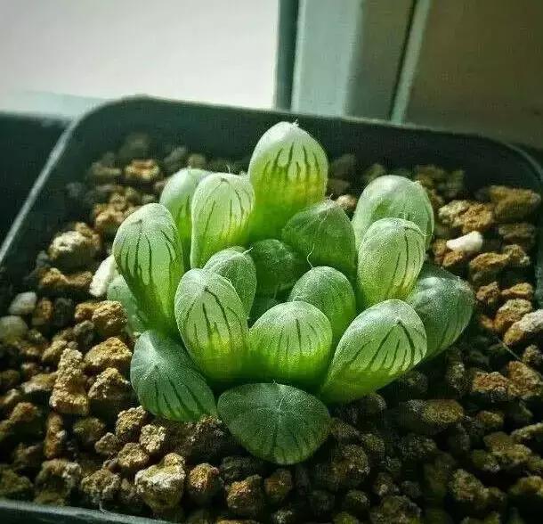 270种多肉,你见过几种?