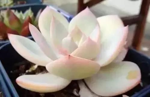 270种多肉,你见过几种?