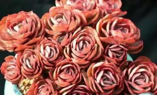 270种多肉,你见过几种?