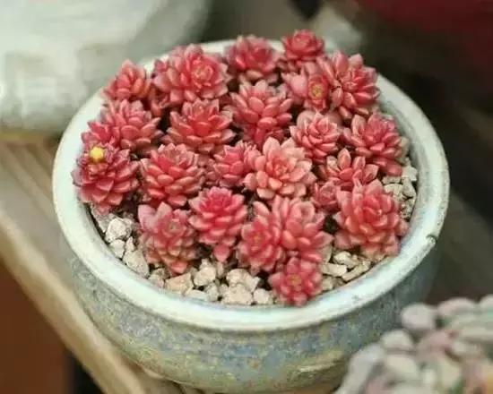 270种多肉,你见过几种?