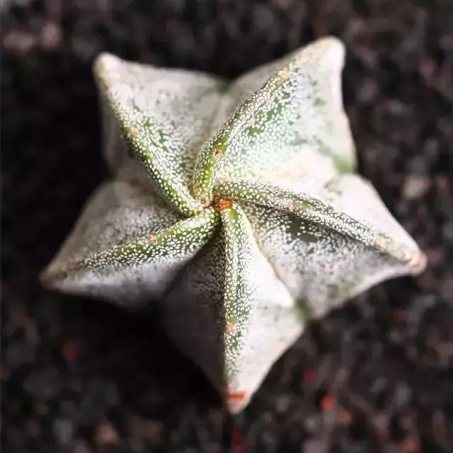 270种多肉,你见过几种?