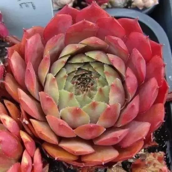 270种多肉,你见过几种?