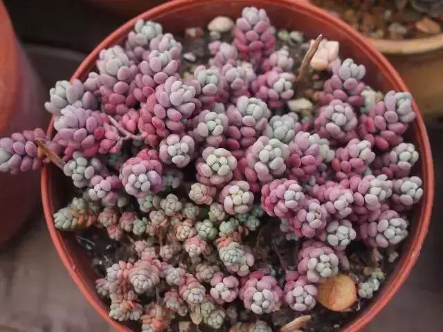 270种多肉,你见过几种?