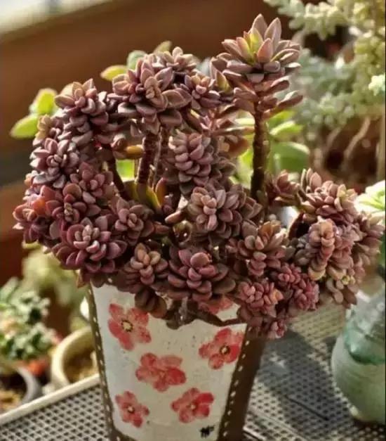 270种多肉,你见过几种?