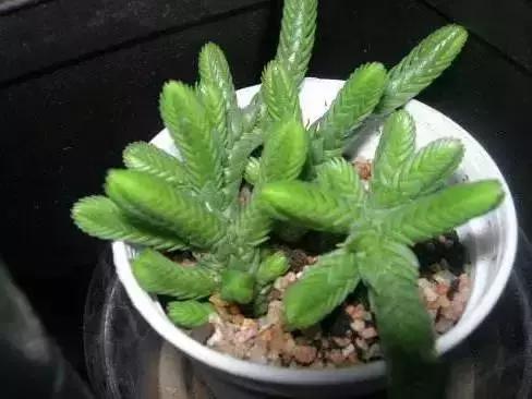 270种多肉,你见过几种?