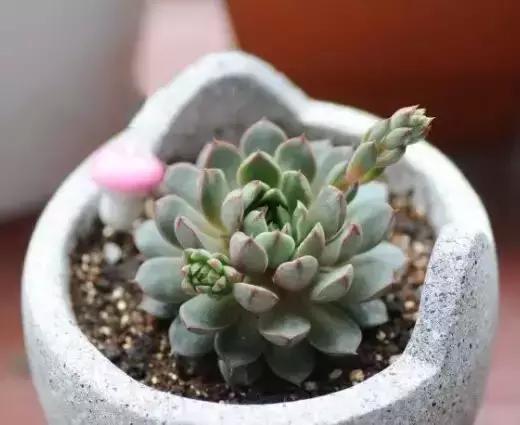 270种多肉,你见过几种?