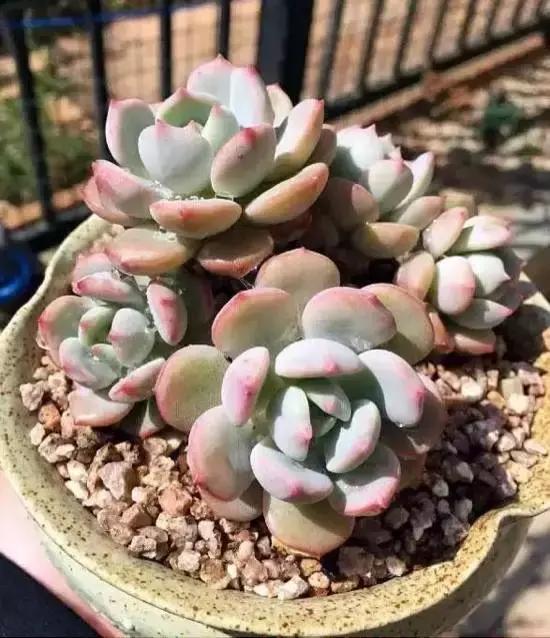 270种多肉,你见过几种?