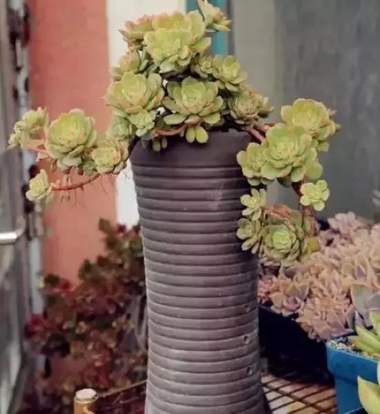 270种多肉,你见过几种?