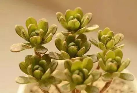 270种多肉,你见过几种?