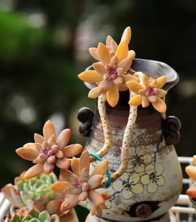 270种多肉,你见过几种?