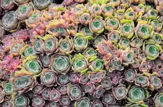 270种多肉,你见过几种?