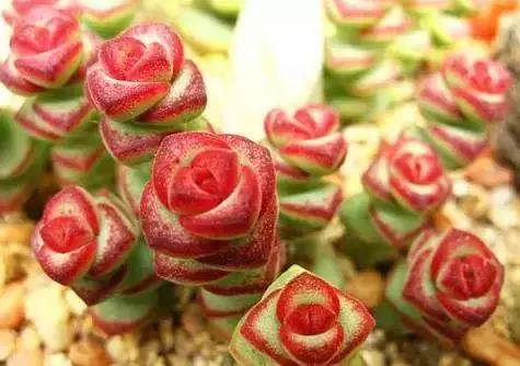 270种多肉,你见过几种?