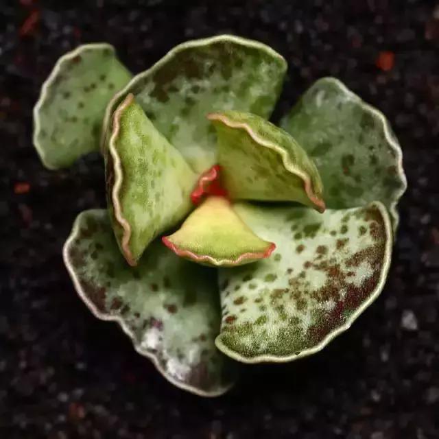 270种多肉,你见过几种?