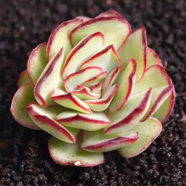 270种多肉,你见过几种?