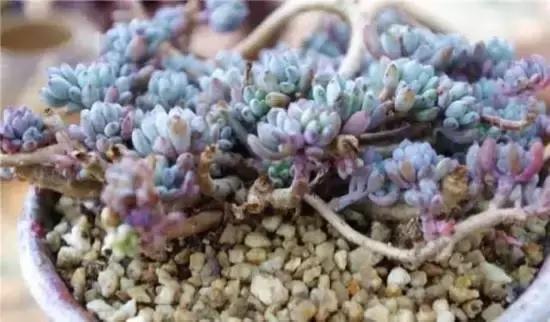 270种多肉,你见过几种?