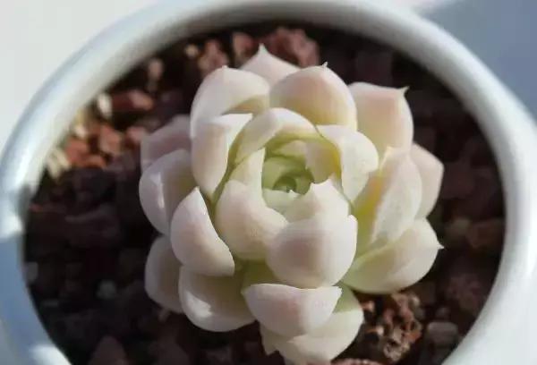 270种多肉,你见过几种?