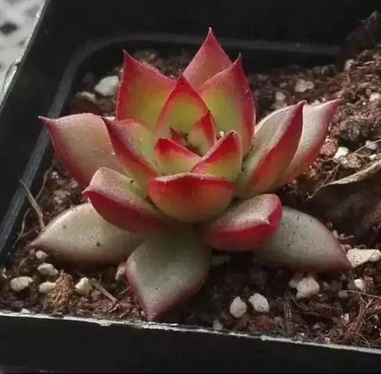 270种多肉,你见过几种?