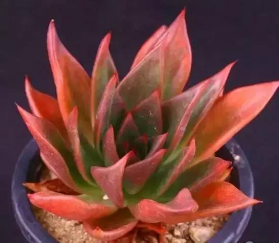 270种多肉,你见过几种?