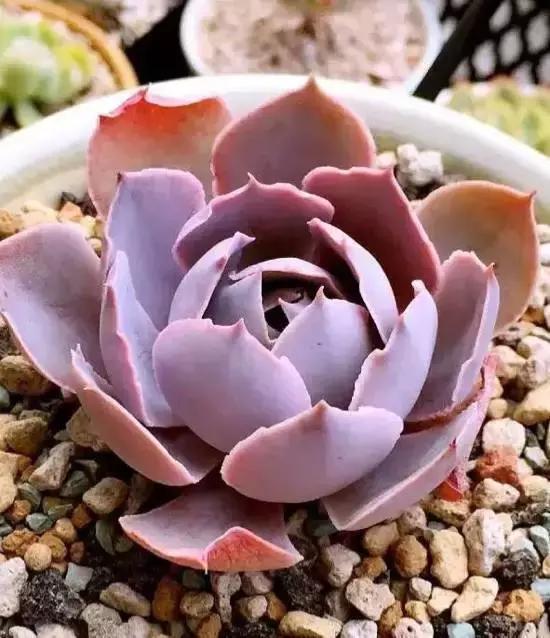 270种多肉,你见过几种?