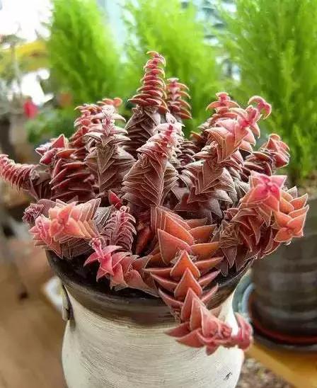 270种多肉,你见过几种?