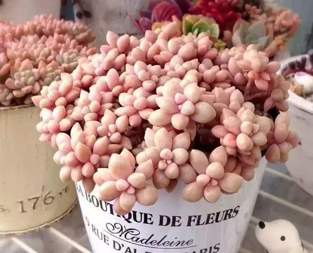 270种多肉,你见过几种?