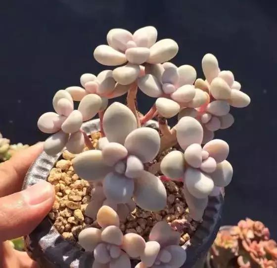 270种多肉,你见过几种?