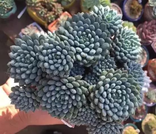 270种多肉,你见过几种?