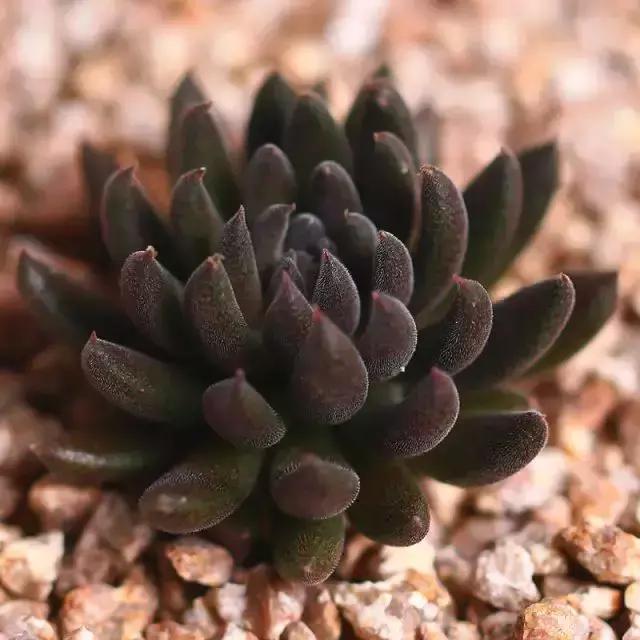 270种多肉,你见过几种?