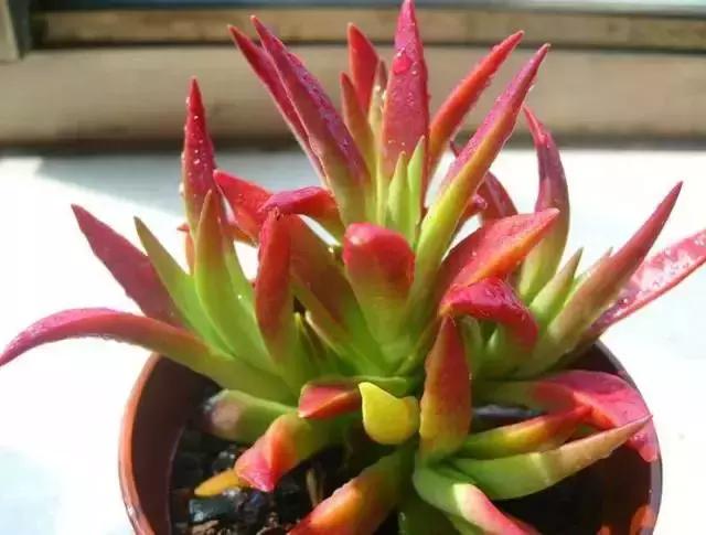 270种多肉,你见过几种?