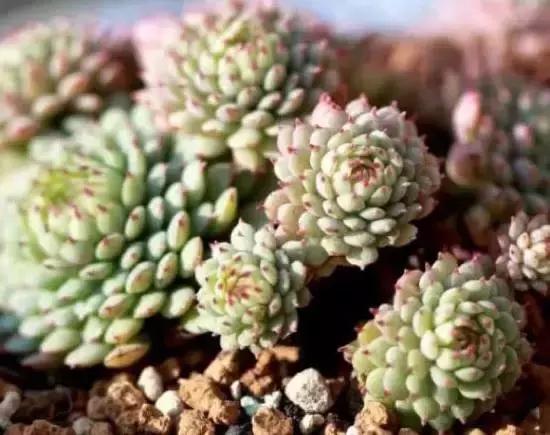 270种多肉,你见过几种?