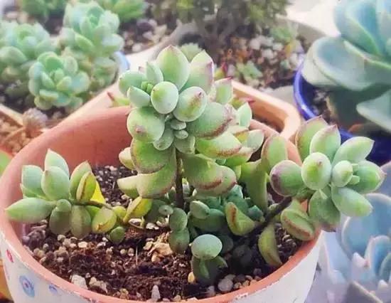 270种多肉,你见过几种?