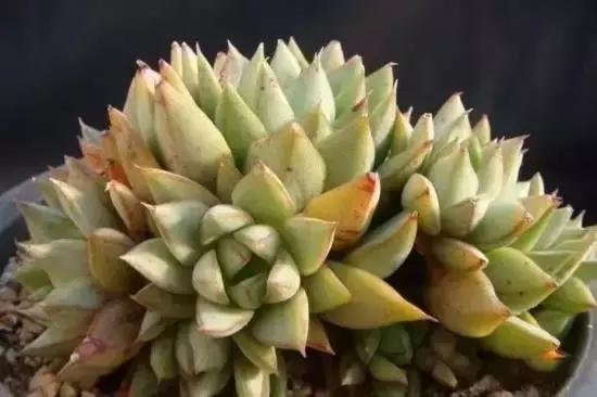 270种多肉,你见过几种?