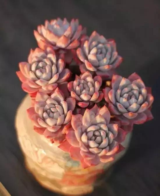 270种多肉,你见过几种?