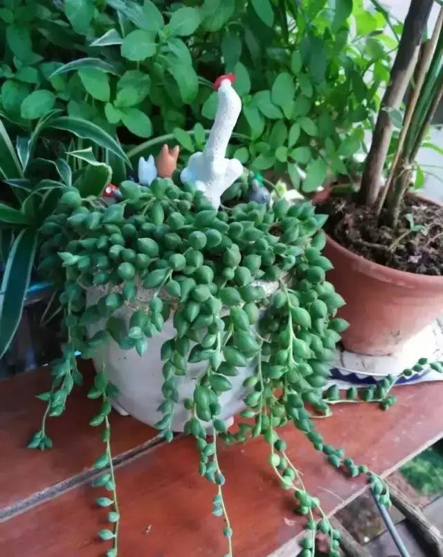 270种多肉,你见过几种?