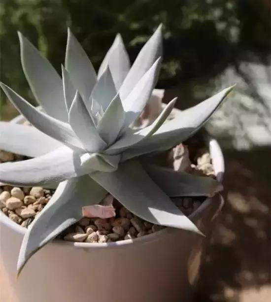 270种多肉,你见过几种?