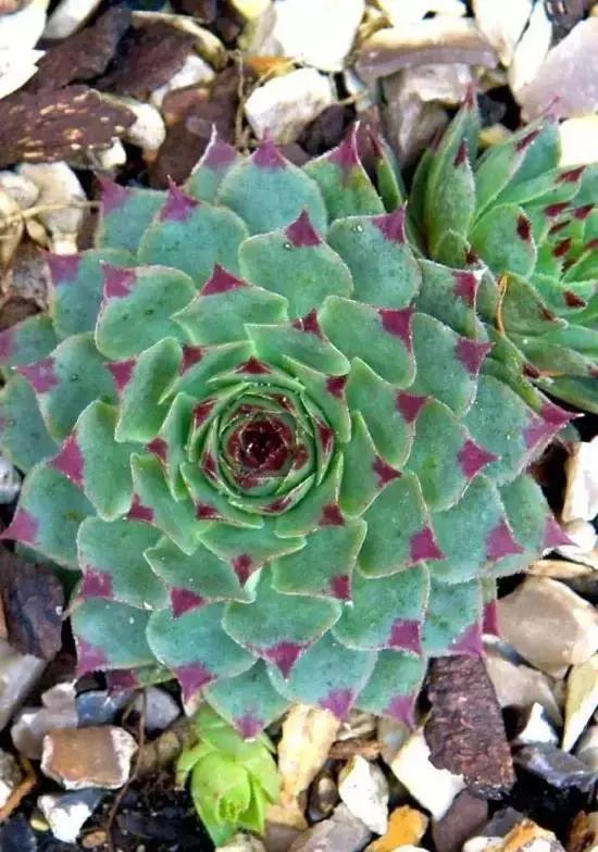 270种多肉,你见过几种?